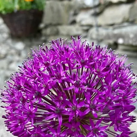 Crookabeck Frühstückspension 5*
